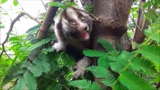 Rescued slow loris learns to climb a tree [upl. by Ambler]