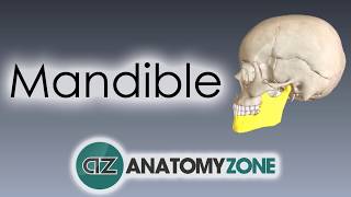 Mandible  Skull Anatomy [upl. by Ihc841]