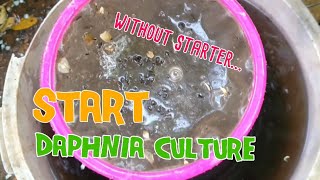 How to culture daphnia moina the easy way 1  Starting the Daphnia culture [upl. by Onirefez145]