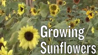 Sunflowers Facts [upl. by Rizika]