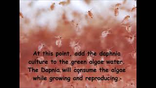 Daphnia  How to grow daphnia in your home [upl. by Ecerahc]