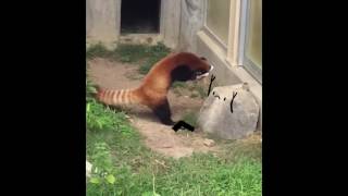 Red panda freaks out of a rockANIMATED [upl. by Yhtuv]