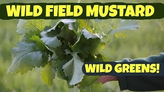 Wild Field Mustard How to Pick and Process [upl. by Pulchia]