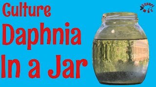 How to Culture Daphnia in a Jar [upl. by Prober]