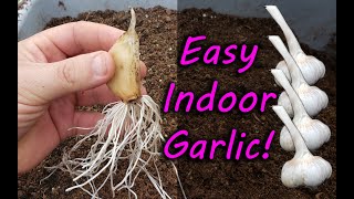 How To Grow Garlic Indoors Anytime Anywhere [upl. by Analem]