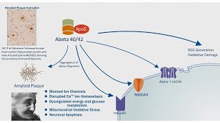 Alzheimers Disease APP Processing amp Amyloid Plaque Formation [upl. by Ynnavoig152]