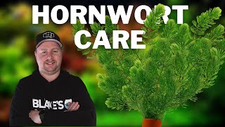 Great Plant for Cichlid Tanks  How to Care for and Grow Hornwort [upl. by Kallman]