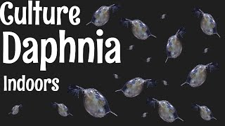 How to Culture Daphnia [upl. by Ylla]