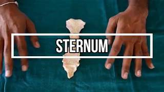 Sternum [upl. by Loralee]