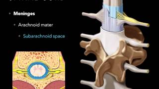 Spinal cord Meninges [upl. by Crellen]