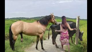 My sister training care her lovely horse in beginner 2021 [upl. by Asset368]