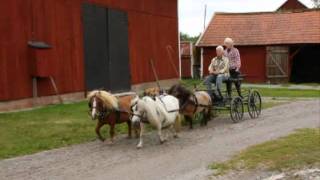 Four in hand with Mini Shetland Ponys [upl. by Polik395]