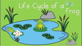 Life Cycle of a Frog [upl. by Rehtul719]