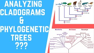 How to Analyze Cladograms amp Phylogenetic Trees [upl. by Wenn483]