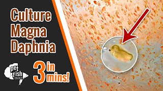 How to culture DAPHNIA MAGNA  The easy way [upl. by Oz259]