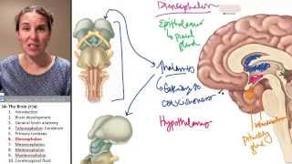 Brain 6 Diencephalon [upl. by Dempster]