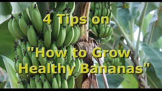 4 Tips on quotHow to Grow Healthy Organic Bananasquot with Brendon McKeon [upl. by Atineb]