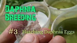 Daphnia Culture made simple and easy 3  Hatching Daphnia eggs [upl. by Ylil215]