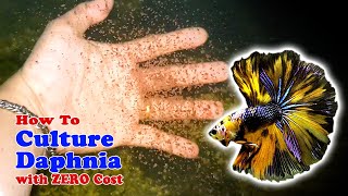 How to Culture Daphnia with ZERO Cost  Unlimited Live Food For Our Fish [upl. by Eyaf485]