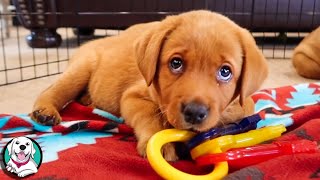 THE CUTEST LABRADOR VIDEOS OF 2020 [upl. by Bevash]