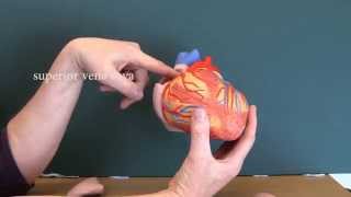 Cardiovascular System 8 Heart with labels [upl. by Lorelle968]