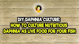 DIY Daphnia Culture How to Culture Nutritious Daphnia as Live Food for Your Fish [upl. by Pepito]