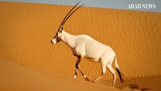 How the Arabian oryx was brought back from extinction in the wild [upl. by Katti]