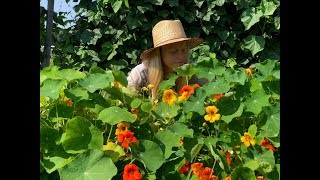 Nasturtium Easy to Grow and Delicious [upl. by Amerd]