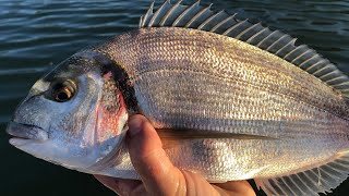 Gilthead Bream  How to catch Bream  Sea Fishing UK [upl. by Dulciana211]