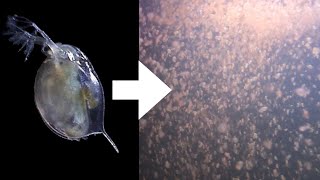 How I Culture Daphnia [upl. by Gaul261]