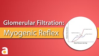 Glomerular Filtration Myogenic Reflex Autoregulation [upl. by Liu]