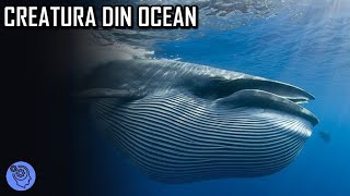 Cea Mai MISTERIOASA Creatura Din Ocean  BALENA ALBASTRA [upl. by Eerehc804]