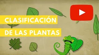 Clasificación de las plantas  Camaleón [upl. by Isaak]