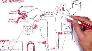 Nephrology  Physiology Reabsorption and Secretion [upl. by Ardni]