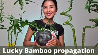 Easy Lucky Bamboo propagation  How to cut Lucky Bamboo  Dracaena sanderiana propagation [upl. by Enelie906]