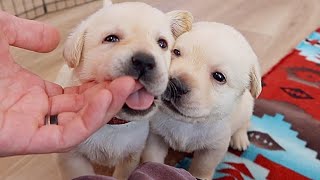 Month Old Little Labrador Rascals [upl. by Chobot984]