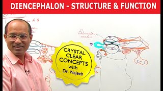 Diencephalon  Structure amp Function  Neuroanatomy [upl. by Driskill]