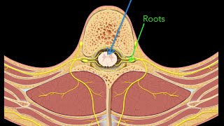 Spinal nerves [upl. by Malcom947]