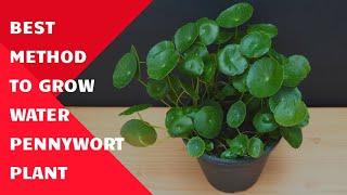 How to Propagate Water Pennywort Plant  Grow Water Pennywort  Dollar Plant  Pennywort Plant Care [upl. by Anit306]