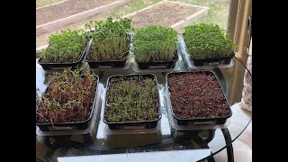 Growing Microgreens in Your Kitchen [upl. by Apthorp]