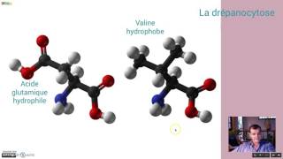 Les causes de la drépanocytose [upl. by Acire]