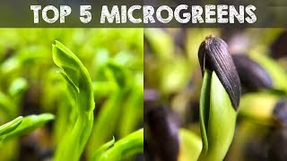 Top 5 Microgreens You Must Grow [upl. by Ennaecarg]