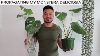 Propagating My Monstera Deliciosa  Houseplant Update Spring 2019 [upl. by Ringsmuth]