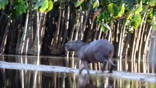 Capybara along the Rewa River Guyana [upl. by Tersina]