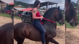 Paso Fino Compilation 🐎 Perfect Ride Horse [upl. by Hcardahs41]