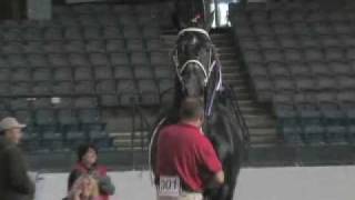 Windermere Farms World Champion Percheron Stallion [upl. by Asiulana477]