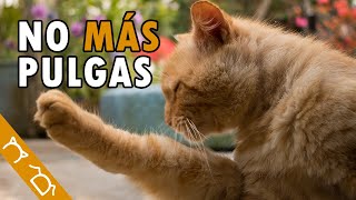 Cómo ELIMINAR Las PULGAS De Mi GATO En Casa  3 Formas De Quitar Y Acabar Con Las Pulgas [upl. by Notna]