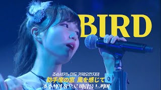 AKB48  BirdTeam 8 Ver  本田仁美 日本語字幕 [upl. by Vivica888]