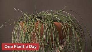 Rhipsalis baccifera Mistletoe Cactus Houseplant Care — 126 of 365 [upl. by Bron]