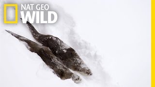 River Otters on the Run  Wild Yellowstone [upl. by Kalmick]